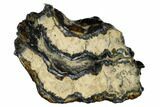 Mammoth Molar Slice with Case - South Carolina #165122-1